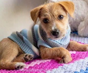 How To Photograph Shelter Pets