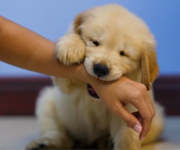 Play Biting In Puppies