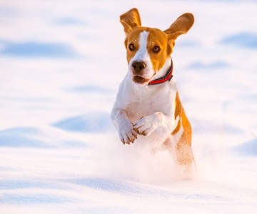 Seasonal Pet Care Tips