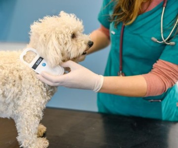 The Importance Of Microchipping
