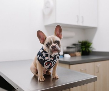 The Importance Of Routine Vet Visits