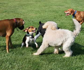 The Importance Of Socializing Your Dog