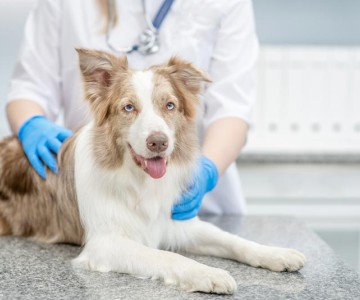 The Importance Of Spaying And Neutering Your Pet