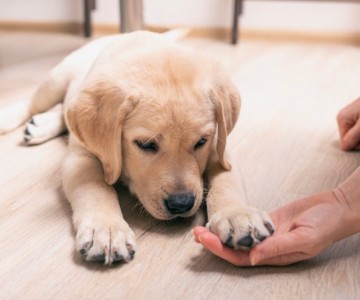 Training Tips For New Dog Owners