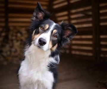 Understanding Dog Body Language