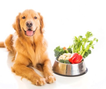 Understanding Dog Nutrition And Choosing The Right Food