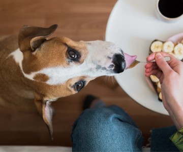 Understanding Dog Nutrition