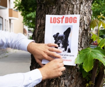 What To Do If Your Dog Gets Lost