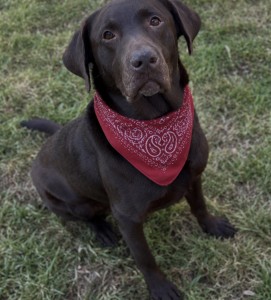 Rufus