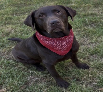 Rufus
