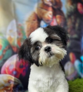 Jax