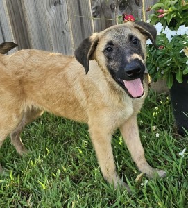 Bodhi