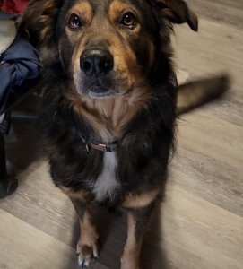 Moose