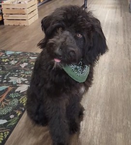 Ruger
