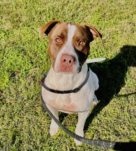 Buster Brown