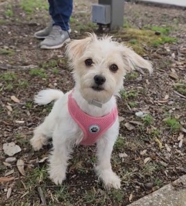 Kaia