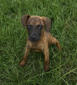 Emmitt
