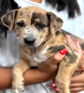 Coco