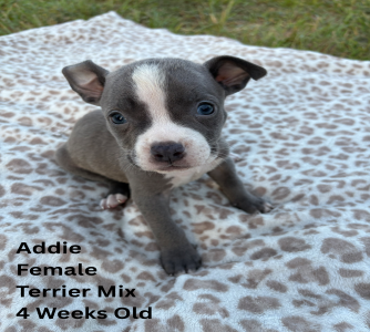 Addie