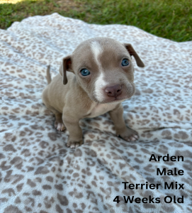 Arden 