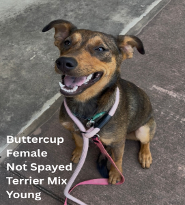 Buttercup