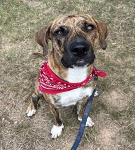 Maggie
