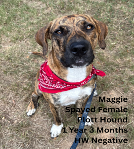 Maggie