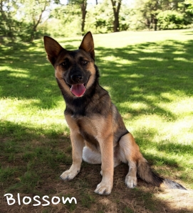 Blossom 