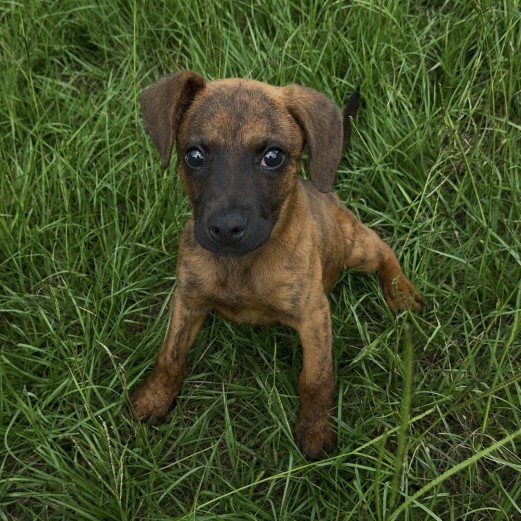 Emmitt