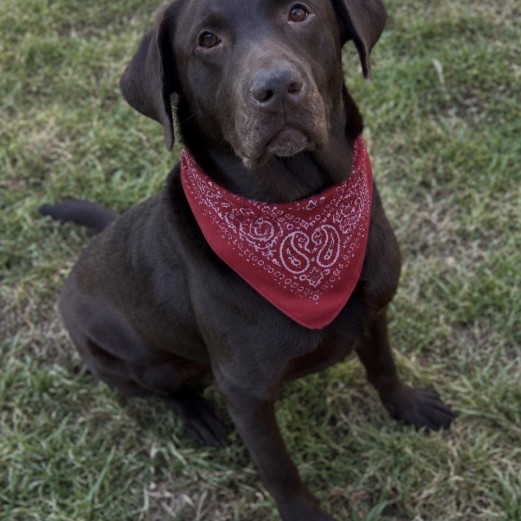 Rufus