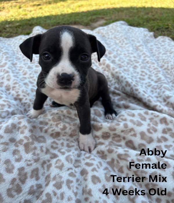 Abby