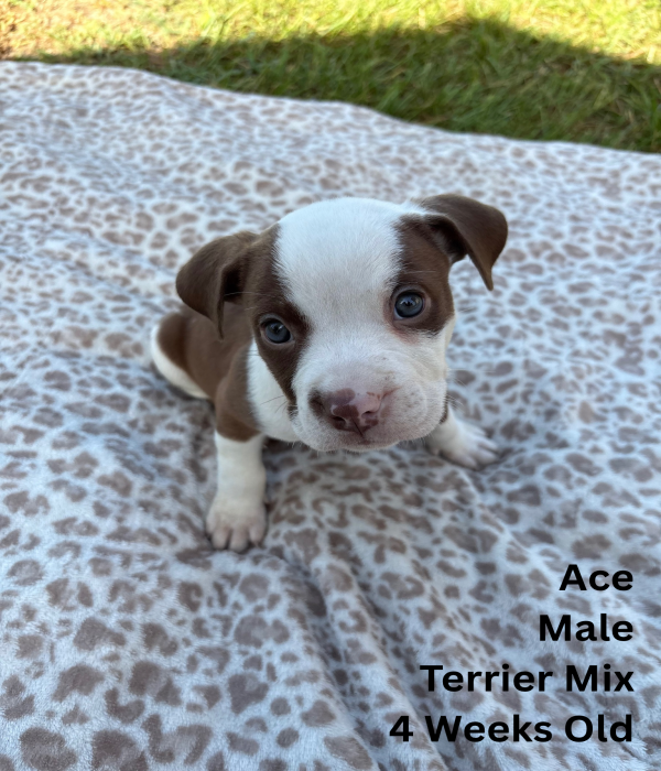 Ace