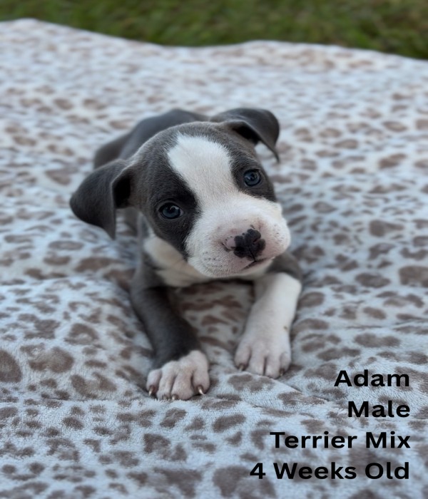 Adam