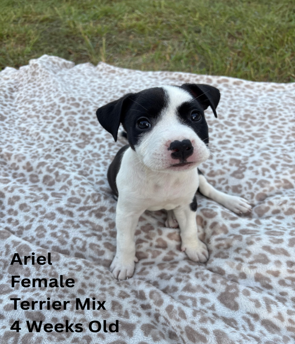 Ariel
