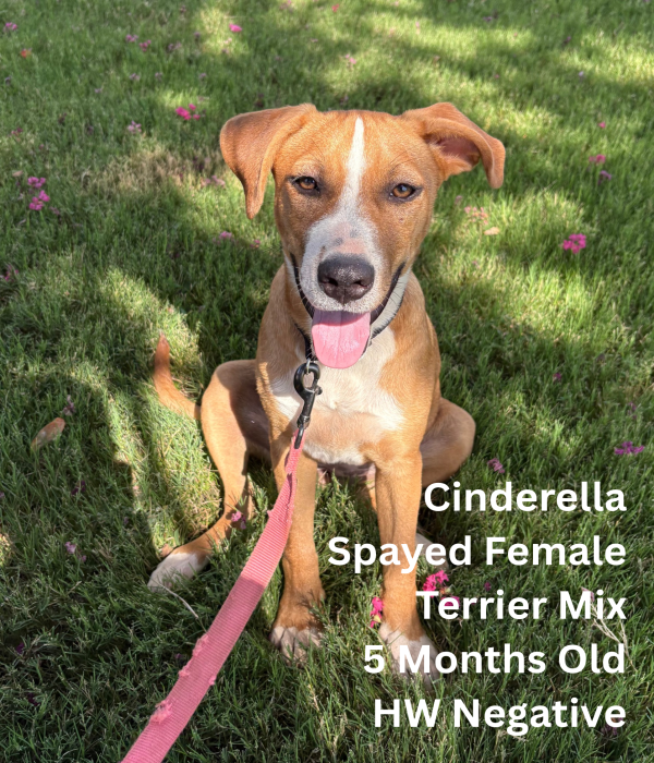 Cinderella