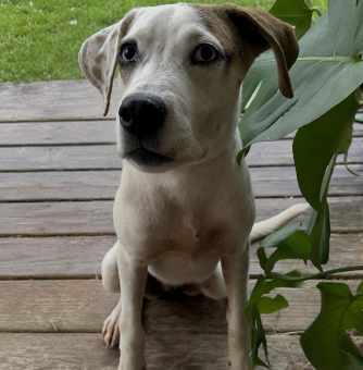 Sara