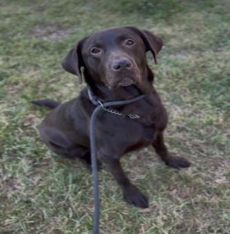 Rufus