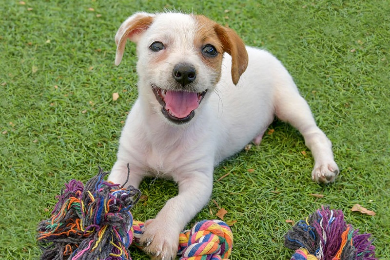 Sponsor a Pet